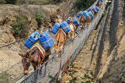 High angle view of horse cart