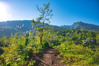 Plants growing on land against sky