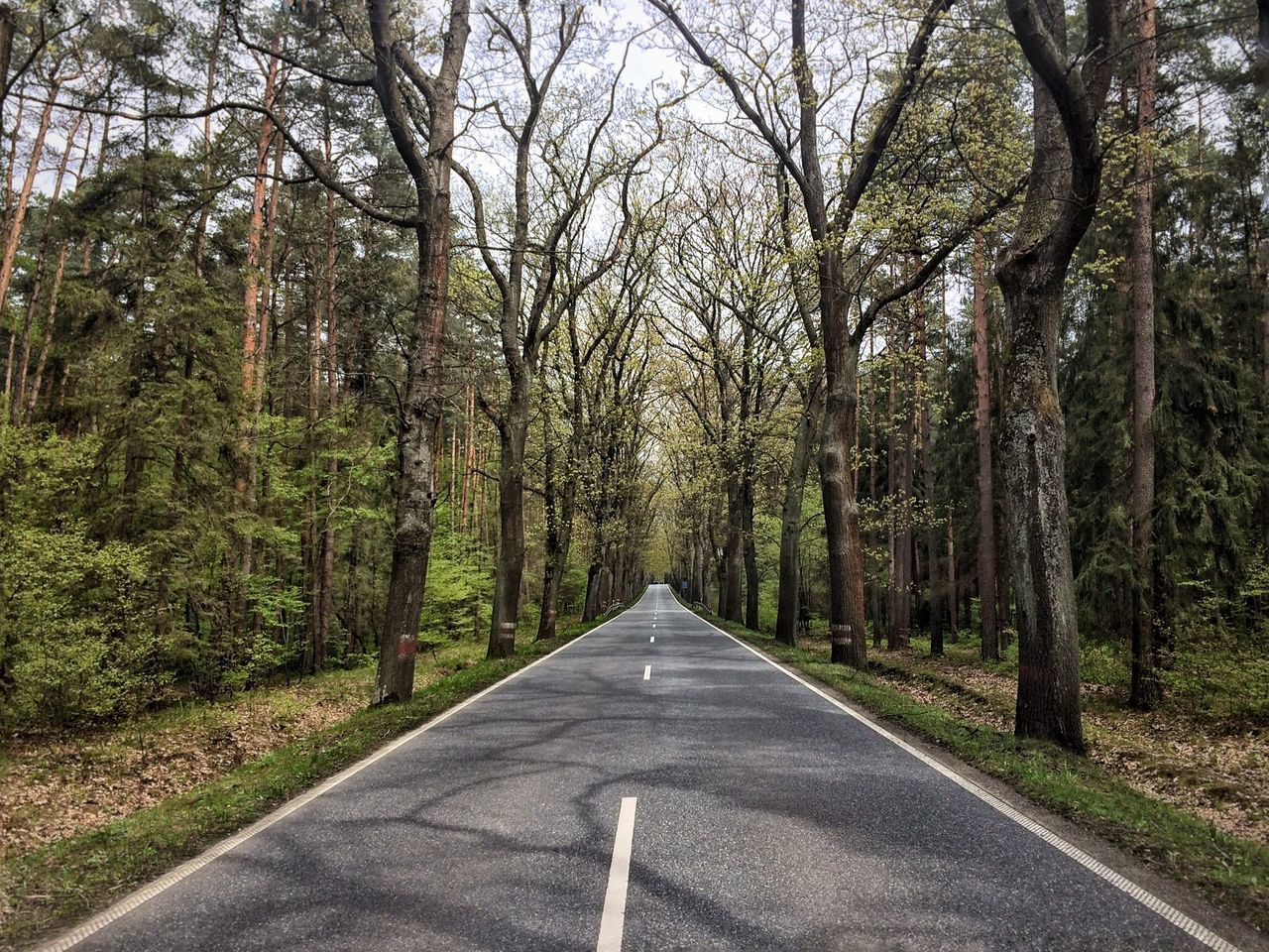 EMPTY ROAD ALONG TREES