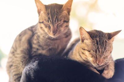 Portrait of cat sitting on kitten