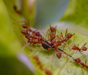 Close-up group of fire ants eating orb weaver spider alive on green leaf