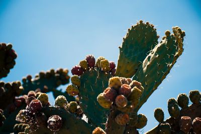 Low angle view of prickly pear cactus against sky