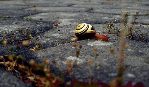 Close-up of snail