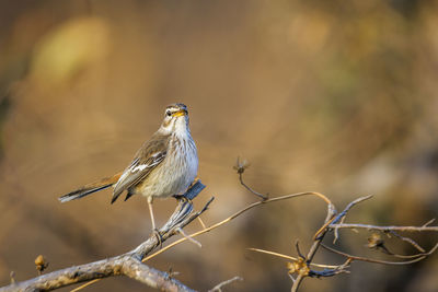 Close-up of bird perching on branch