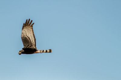 Low angle view of eagle flying against clear blue sky