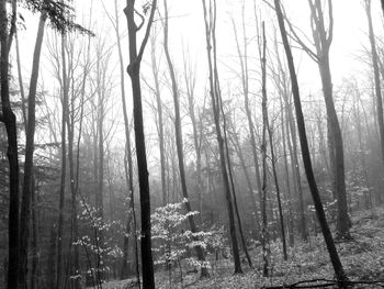 Trees in forest