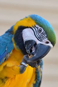 Close-up of parrot