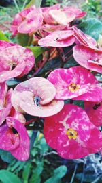 Close-up of wet pink flowers