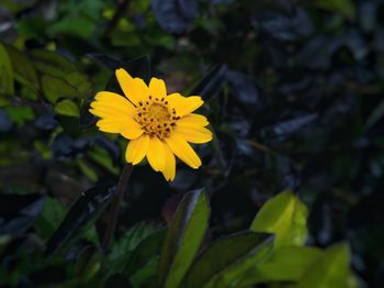 Close-up of yellow flowering plant