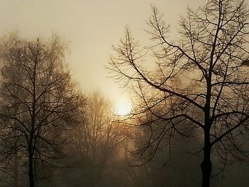 Bare trees against sky at sunset