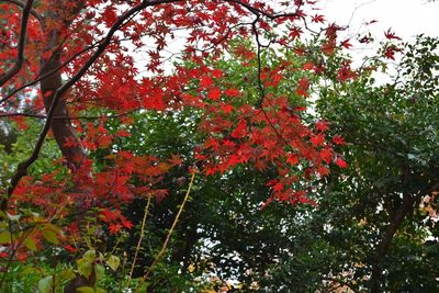 Autumn leaves on tree