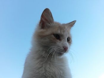 Portrait of cat against clear blue sky