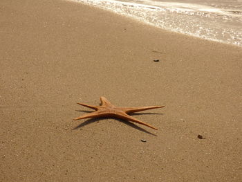 Dead starfish on shore at beach