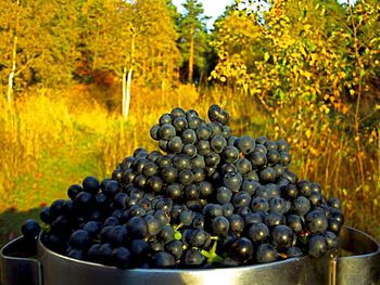 Close-up of black grapes in container