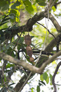 Low angle view of bird perching on tree