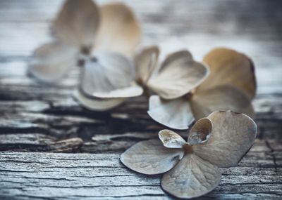 Close-up of mushroom growing on table