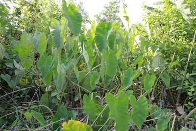 Close-up of fresh green field