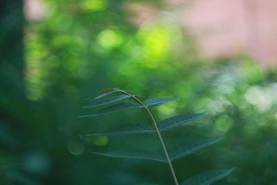 Close-up of plant growing outdoors