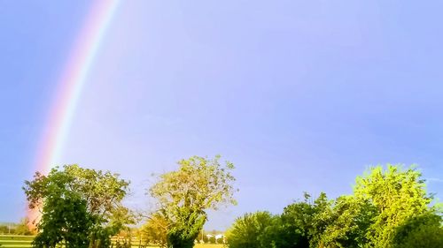 Low angle view of trees against rainbow in sky