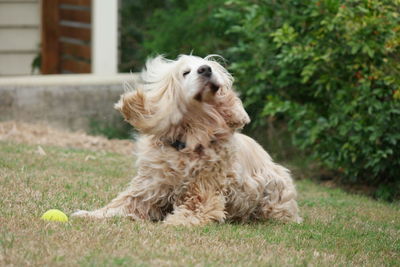 Dog relaxing on grassy field