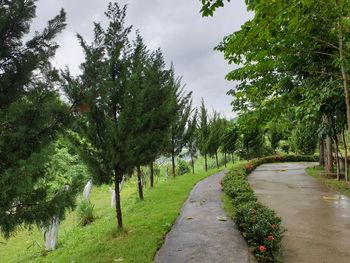 Road amidst trees against sky