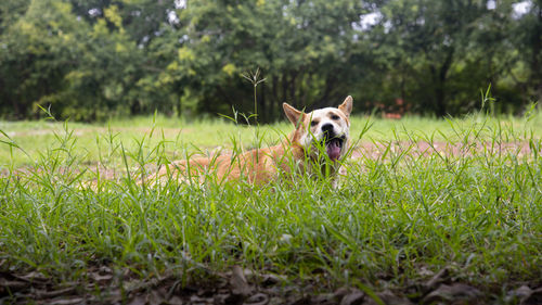 Portrait of dog on field