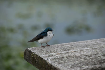 Close-up of bird perching on wood