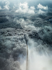 Aerial view of forest 