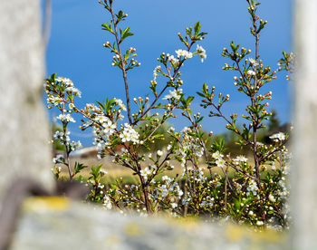 Close-up of plants against blue sky