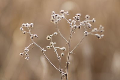 Dry fine grass covered with hoarfrost