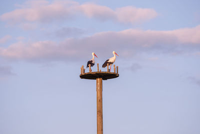 Low angle view of seagulls perching on wooden post against sky