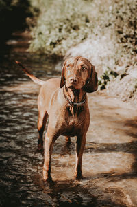 Dog standing in water