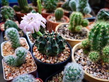 Close-up of succulent plants