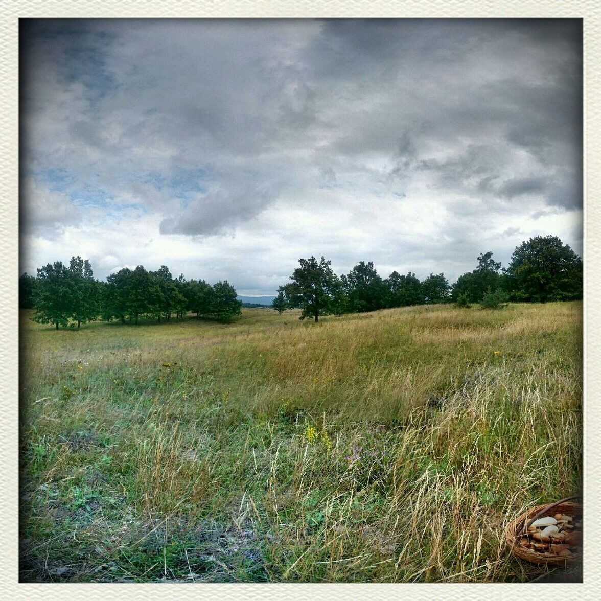 sky, field, grass, landscape, transfer print, tranquility, tranquil scene, cloud - sky, auto post production filter, growth, nature, tree, cloud, rural scene, scenics, beauty in nature, cloudy, grassy, plant, agriculture