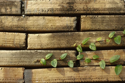 Full frame shot of wood