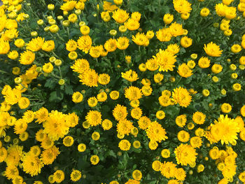 High angle view of yellow flowering plants on field