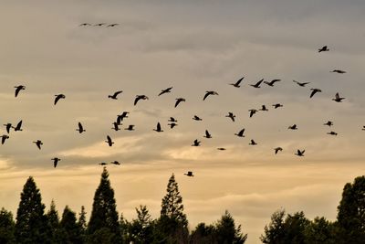 Birds flying over white background