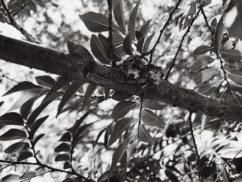 Low angle view of leaves on tree