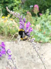 Close-up of bee on pink flowers