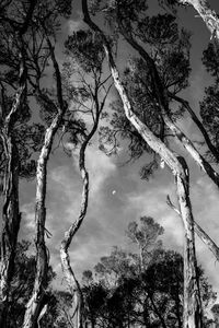 Low angle view of trees in forest against sky