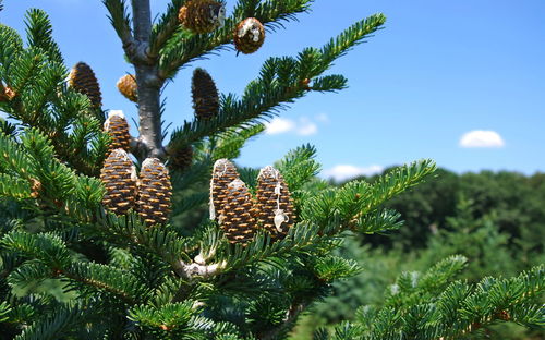 Low angle view of pine tree