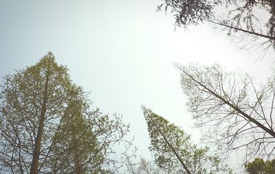 Low angle view of trees against clear sky