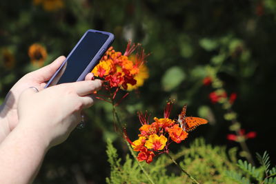 Close-up of hand holding orange flower