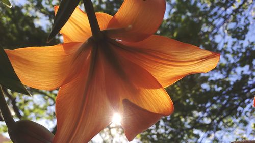 Close-up of flower against sky