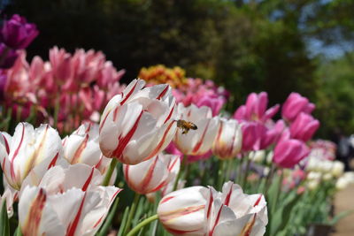 Close-up of pink flowers