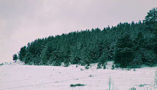 Pine trees on field during winter against sky