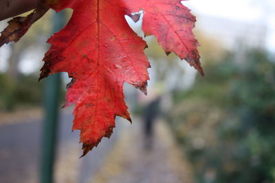 Close-up of red maple leaves