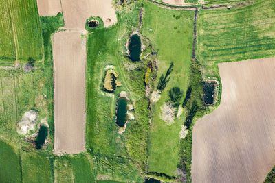 High angle view of rice paddy on field