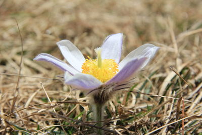 Close-up of purple crocus flower on field