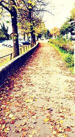 Footpath amidst leaves in park during autumn